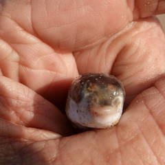 Marilyna pleurosticta