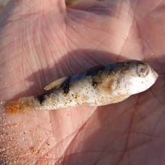 Marilyna pleurosticta