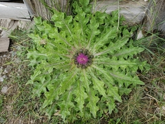 Cirsium scariosum congdonii