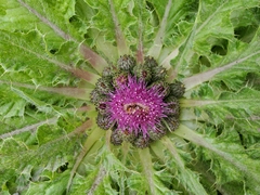 Cirsium scariosum congdonii