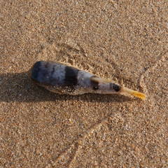 Marilyna pleurosticta