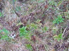 Filipendula rubra