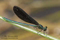 Calopteryx maculata