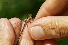 Lestes inaequalis