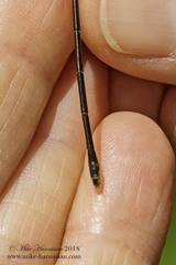 Lestes inaequalis