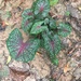 Caladium - Photo (c) resterationarne, some rights reserved (CC BY-NC)