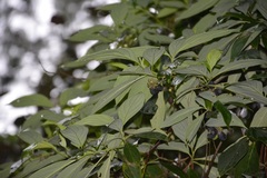 Cornus disciflora