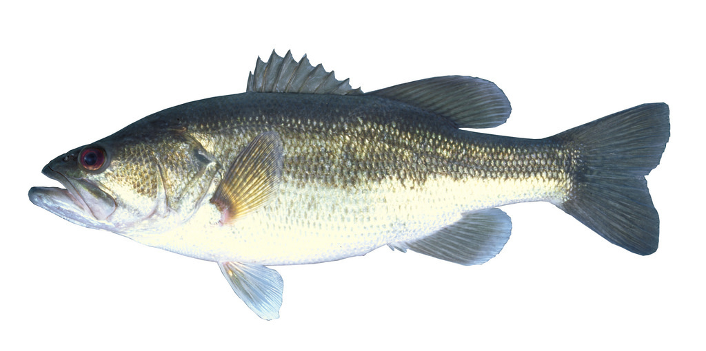 Largemouth Bass MANG - LS - S / White