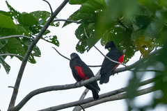 Psittrichas fulgidus