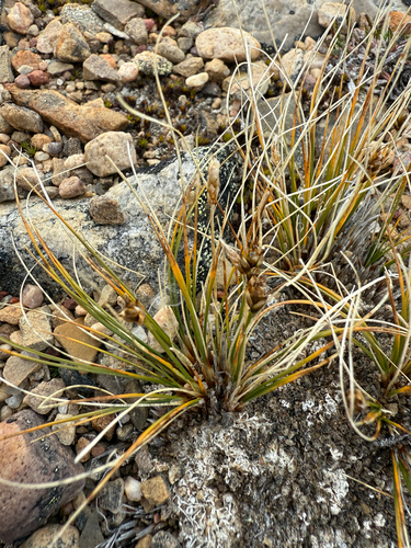 Carex rupestris, photograph 6