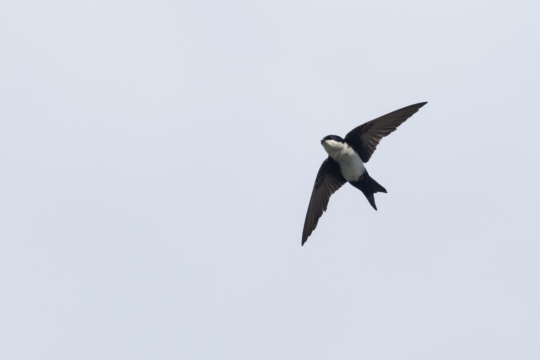 Blue-and-white Swallow illustration