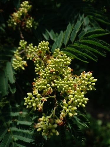 Cascalote (Libidibia coriaria)