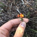 Oxylobium cordifolium - Photo 由 marmotty 所上傳的 (c) marmotty，保留部份權利CC BY-NC