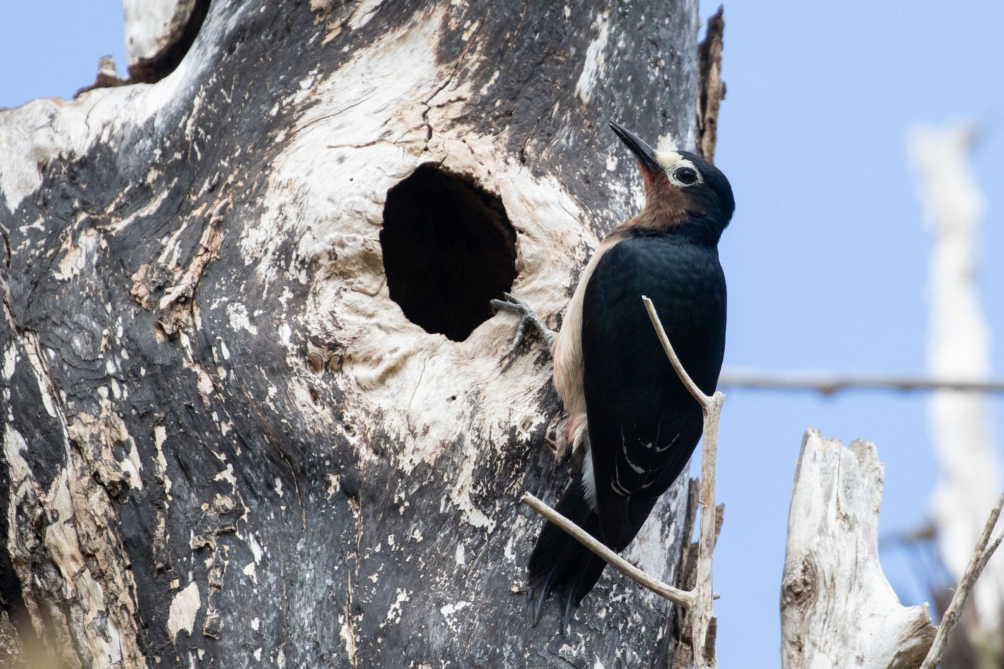 Puerto Rican Woodpecker illustration