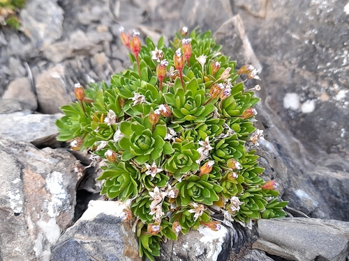 Androsace ciliata, photograph 2