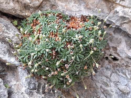 Androsace cylindrica, photograph 3