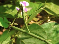 Neustanthus phaseoloides