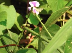 Neustanthus phaseoloides