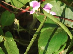Neustanthus phaseoloides