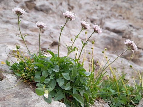 Valeriana apula, photograph 2