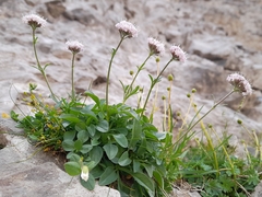 Valeriana apula, photograph (c) Flavien Saboureau, some rights reserved (CC BY)
