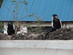 Colobus angolensis
