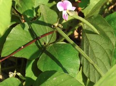 Neustanthus phaseoloides