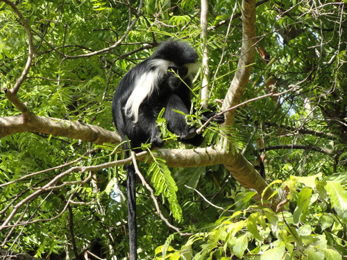 Angola Colobus