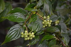 Cornus excelsa