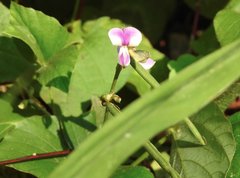 Neustanthus phaseoloides