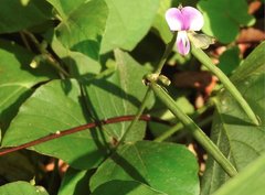 Neustanthus phaseoloides