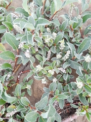 Salix pyrenaica, photograph (c) Flavien Saboureau, some rights reserved (CC BY)