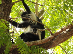 Colobus angolensis