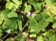 Neustanthus phaseoloides