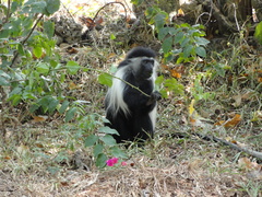 Colobus angolensis