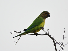 Eupsittula pertinax arubensis