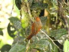 Cranioleuca erythrops