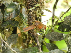 Cranioleuca erythrops