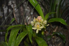 Prosthechea radiata
