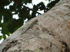 Lygodactylus mombasicus
