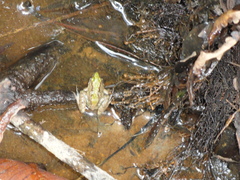 Phrynobatrachus acridoides