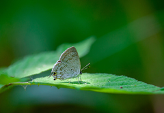 Sinthusa chandrana