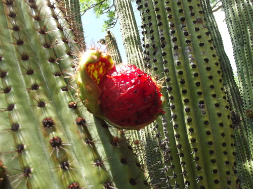 organ pipe cactus