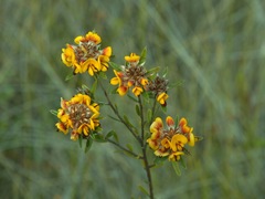 Pultenaea myrtoides