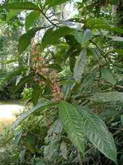 Parathesis donnell-smithii