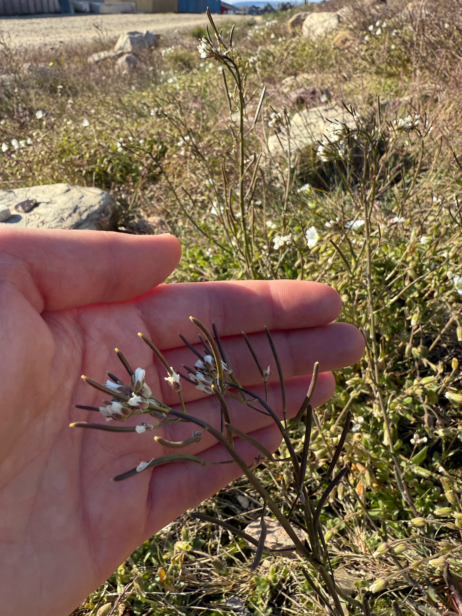 Arctic False Fissurewort (Crucihimalaya bursifolia)