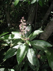 Parathesis donnell-smithii