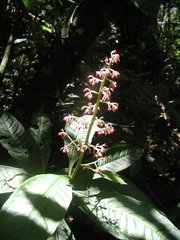 Parathesis donnell-smithii