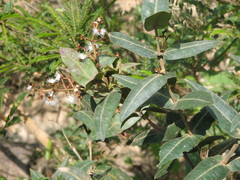 Calyptranthes bartlettii