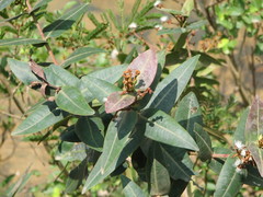 Calyptranthes bartlettii